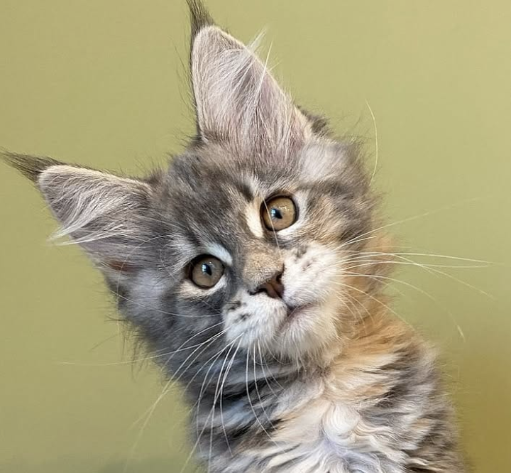 Maine Coon Kitten
