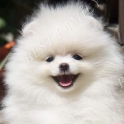 Pomeranian Puppy