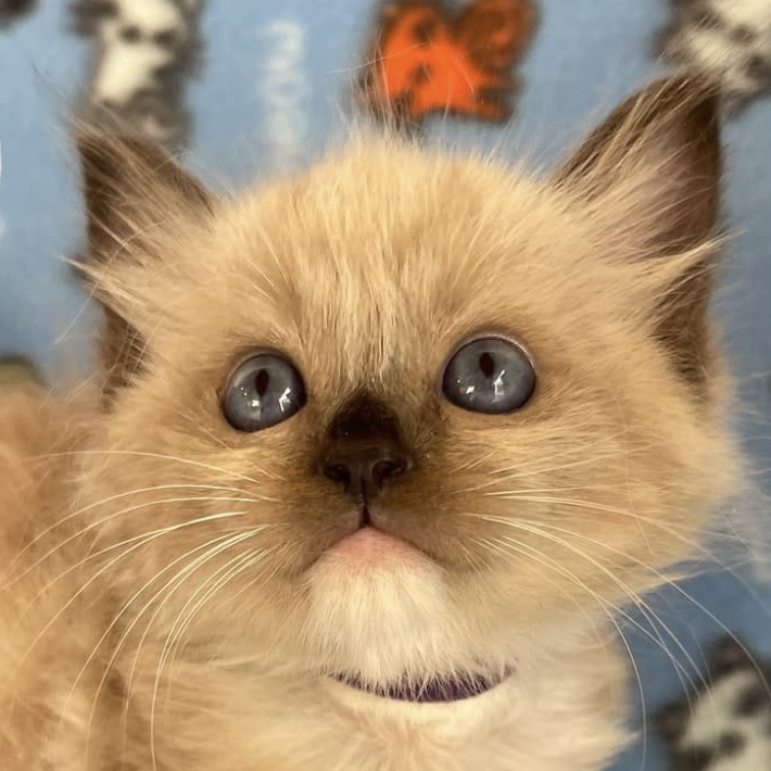 Ragdoll Kitten