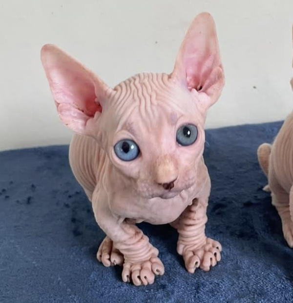 Sphynx Kitten