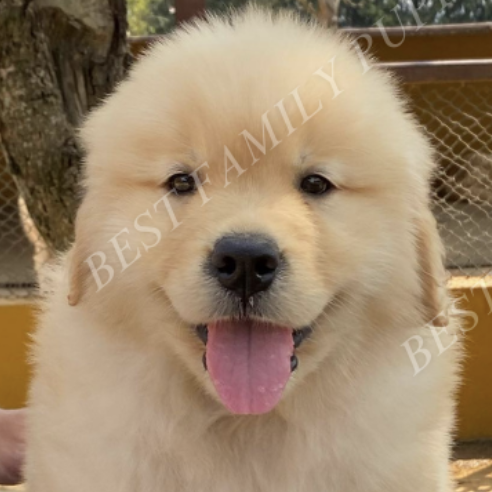 Golden Retriever Puppy