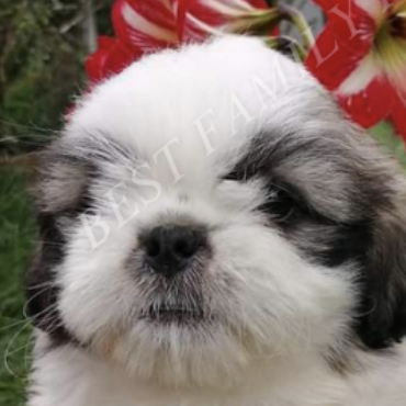 Shih Tzu Puppy
